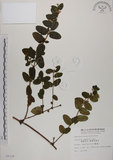 中文名:無梗忍冬(S008330)學名:Lonicera apodanta Ohwi(S008330)中文別名:短梗忍冬英文名:Alishan honeysuckle