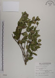 中文名:無梗忍冬(S009849)學名:Lonicera apodanta Ohwi(S009849)中文別名:短梗忍冬英文名:Alishan honeysuckle