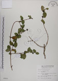 中文名:無梗忍冬(S009850)學名:Lonicera apodanta Ohwi(S009850)中文別名:短梗忍冬英文名:Alishan honeysuckle