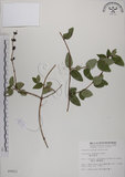 中文名:無梗忍冬(S009853)學名:Lonicera apodanta Ohwi(S009853)中文別名:短梗忍冬英文名:Alishan honeysuckle