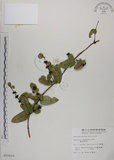 中文名:無梗忍冬(S010116)學名:Lonicera apodanta Ohwi(S010116)中文別名:短梗忍冬英文名:Alishan honeysuckle