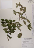 中文名:無梗忍冬(S076944)學名:Lonicera apodanta Ohwi(S076944)中文別名:短梗忍冬英文名:Alishan honeysuckle