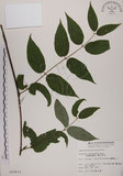 中文名:裡白忍冬(S010073)學名:Lonicera hypoglauca Miq.(S010073)中文別名:紅星金銀花英文名:Red-spotted honeysuckle