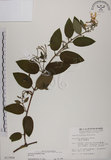 中文名:裡白忍冬(S013908)學名:Lonicera hypoglauca Miq.(S013908)中文別名:紅星金銀花英文名:Red-spotted honeysuckle