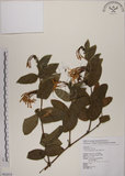 中文名:裡白忍冬(S062634)學名:Lonicera hypoglauca Miq.(S062634)中文別名:紅星金銀花英文名:Red-spotted honeysuckle