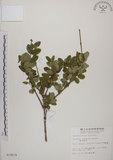 中文名:追分忍冬(S010678)學名:Lonicera oiwakensis Hayata(S010678)英文名:Yushan honeysuckle