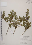 中文名:追分忍冬(S010680)學名:Lonicera oiwakensis Hayata(S010680)英文名:Yushan honeysuckle