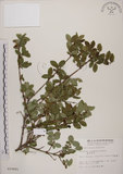 中文名:追分忍冬(S010681)學名:Lonicera oiwakensis Hayata(S010681)英文名:Yushan honeysuckle