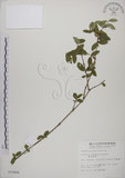 中文名:追分忍冬(S010684)學名:Lonicera oiwakensis Hayata(S010684)英文名:Yushan honeysuckle