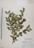 中文名:追分忍冬(S077855)學名:Lonicera oiwakensis Hayata(S077855)英文名:Yushan honeysuckle