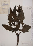 中文名:冇骨消(S037835)學名:Sambucus chinensis Lindl.(S037835)中文別名:七葉蓮