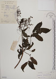 中文名:冇骨消(S039725)學名:Sambucus chinensis Lindl.(S039725)中文別名:七葉蓮