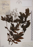 中文名:冇骨消(S044383)學名:Sambucus chinensis Lindl.(S044383)中文別名:七葉蓮