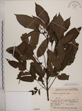 中文名:冇骨消(S048994)學名:Sambucus chinensis Lindl.(S048994)中文別名:七葉蓮