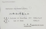 中文名:冇骨消(S060627)學名:Sambucus chinensis Lindl.(S060627)中文別名:七葉蓮