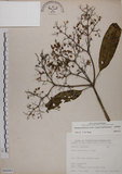 中文名:冇骨消(S066865)學名:Sambucus chinensis Lindl.(S066865)中文別名:七葉蓮