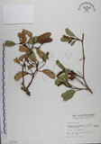 中文名:馬鞍藤(S001154)學名:Ipomoea pes-caprae (L.) R. Br. subsp. brasiliensis (L.) Oostst.(S001154)中文別名:厚藤