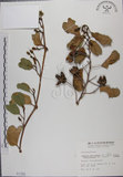 中文名:馬鞍藤(S001155)學名:Ipomoea pes-caprae (L.) R. Br. subsp. brasiliensis (L.) Oostst.(S001155)中文別名:厚藤