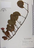 中文名:馬鞍藤(S001156)學名:Ipomoea pes-caprae (L.) R. Br. subsp. brasiliensis (L.) Oostst.(S001156)中文別名:厚藤