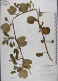 中文名:馬鞍藤(S002971)學名:Ipomoea pes-caprae (L.) R. Br. subsp. brasiliensis (L.) Oostst.(S002971)中文別名:厚藤