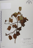 中文名:馬鞍藤(S006586)學名:Ipomoea pes-caprae (L.) R. Br. subsp. brasiliensis (L.) Oostst.(S006586)中文別名:厚藤