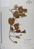 中文名:馬鞍藤(S006587)學名:Ipomoea pes-caprae (L.) R. Br. subsp. brasiliensis (L.) Oostst.(S006587)中文別名:厚藤