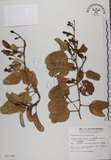 中文名:馬鞍藤(S011382)學名:Ipomoea pes-caprae (L.) R. Br. subsp. brasiliensis (L.) Oostst.(S011382)中文別名:厚藤