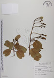 中文名:馬鞍藤(S011383)學名:Ipomoea pes-caprae (L.) R. Br. subsp. brasiliensis (L.) Oostst.(S011383)中文別名:厚藤