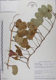 中文名:馬鞍藤(S026155)學名:Ipomoea pes-caprae (L.) R. Br. subsp. brasiliensis (L.) Oostst.(S026155)中文別名:厚藤