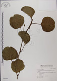 中文名:馬鞍藤(S046906)學名:Ipomoea pes-caprae (L.) R. Br. subsp. brasiliensis (L.) Oostst.(S046906)中文別名:厚藤