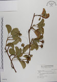 中文名:馬鞍藤(S046978)學名:Ipomoea pes-caprae (L.) R. Br. subsp. brasiliensis (L.) Oostst.(S046978)中文別名:厚藤