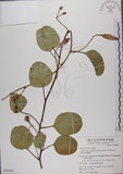 中文名:馬鞍藤(S050044)學名:Ipomoea pes-caprae (L.) R. Br. subsp. brasiliensis (L.) Oostst.(S050044)中文別名:厚藤