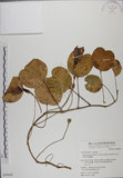 中文名:馬鞍藤(S050642)學名:Ipomoea pes-caprae (L.) R. Br. subsp. brasiliensis (L.) Oostst.(S050642)中文別名:厚藤