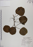 中文名:馬鞍藤(S054140)學名:Ipomoea pes-caprae (L.) R. Br. subsp. brasiliensis (L.) Oostst.(S054140)中文別名:厚藤