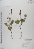 中文名:馬鞍藤(S054363)學名:Ipomoea pes-caprae (L.) R. Br. subsp. brasiliensis (L.) Oostst.(S054363)中文別名:厚藤