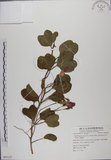 中文名:馬鞍藤(S055127)學名:Ipomoea pes-caprae (L.) R. Br. subsp. brasiliensis (L.) Oostst.(S055127)中文別名:厚藤