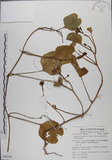 中文名:馬鞍藤(S062795)學名:Ipomoea pes-caprae (L.) R. Br. subsp. brasiliensis (L.) Oostst.(S062795)中文別名:厚藤