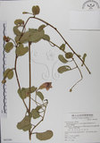 中文名:馬鞍藤(S065290)學名:Ipomoea pes-caprae (L.) R. Br. subsp. brasiliensis (L.) Oostst.(S065290)中文別名:厚藤