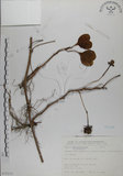 中文名:馬鞍藤(S075212)學名:Ipomoea pes-caprae (L.) R. Br. subsp. brasiliensis (L.) Oostst.(S075212)中文別名:厚藤