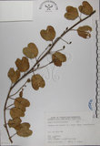 中文名:馬鞍藤(S075213)學名:Ipomoea pes-caprae (L.) R. Br. subsp. brasiliensis (L.) Oostst.(S075213)中文別名:厚藤