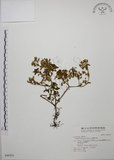 中文名:台灣佛甲草(S046924)學名:Sedum formosanum N. E. Br.(S046924)中文別名:石板菜