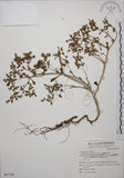 中文名:台灣佛甲草(S067728)學名:Sedum formosanum N. E. Br.(S067728)中文別名:石板菜