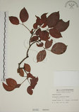 中文名:茄苳(S000162)學名:Bischofia javanica Blume(S000162)中文別名:重陽木英文名:Autumn Maple Tree, Red Cedar