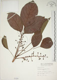 中文名:茄苳(S001226)學名:Bischofia javanica Blume(S001226)中文別名:重陽木英文名:Autumn Maple Tree, Red Cedar