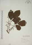 中文名:茄苳(S001227)學名:Bischofia javanica Blume(S001227)中文別名:重陽木英文名:Autumn Maple Tree, Red Cedar