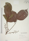 中文名:茄苳(S001228)學名:Bischofia javanica Blume(S001228)中文別名:重陽木英文名:Autumn Maple Tree, Red Cedar