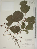 中文名:茄苳(S003586)學名:Bischofia javanica Blume(S003586)中文別名:重陽木英文名:Autumn Maple Tree, Red Cedar