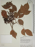中文名:茄苳(S013064)學名:Bischofia javanica Blume(S013064)中文別名:重陽木英文名:Autumn Maple Tree, Red Cedar