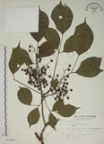 中文名:茄苳(S015281)學名:Bischofia javanica Blume(S015281)中文別名:重陽木英文名:Autumn Maple Tree, Red Cedar