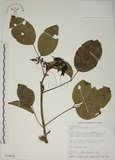 中文名:茄苳(S016616)學名:Bischofia javanica Blume(S016616)中文別名:重陽木英文名:Autumn Maple Tree, Red Cedar